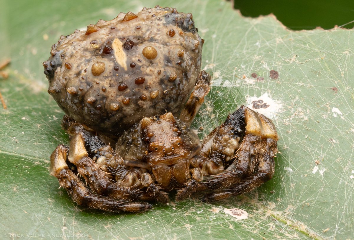 Nick Volpe tweet media