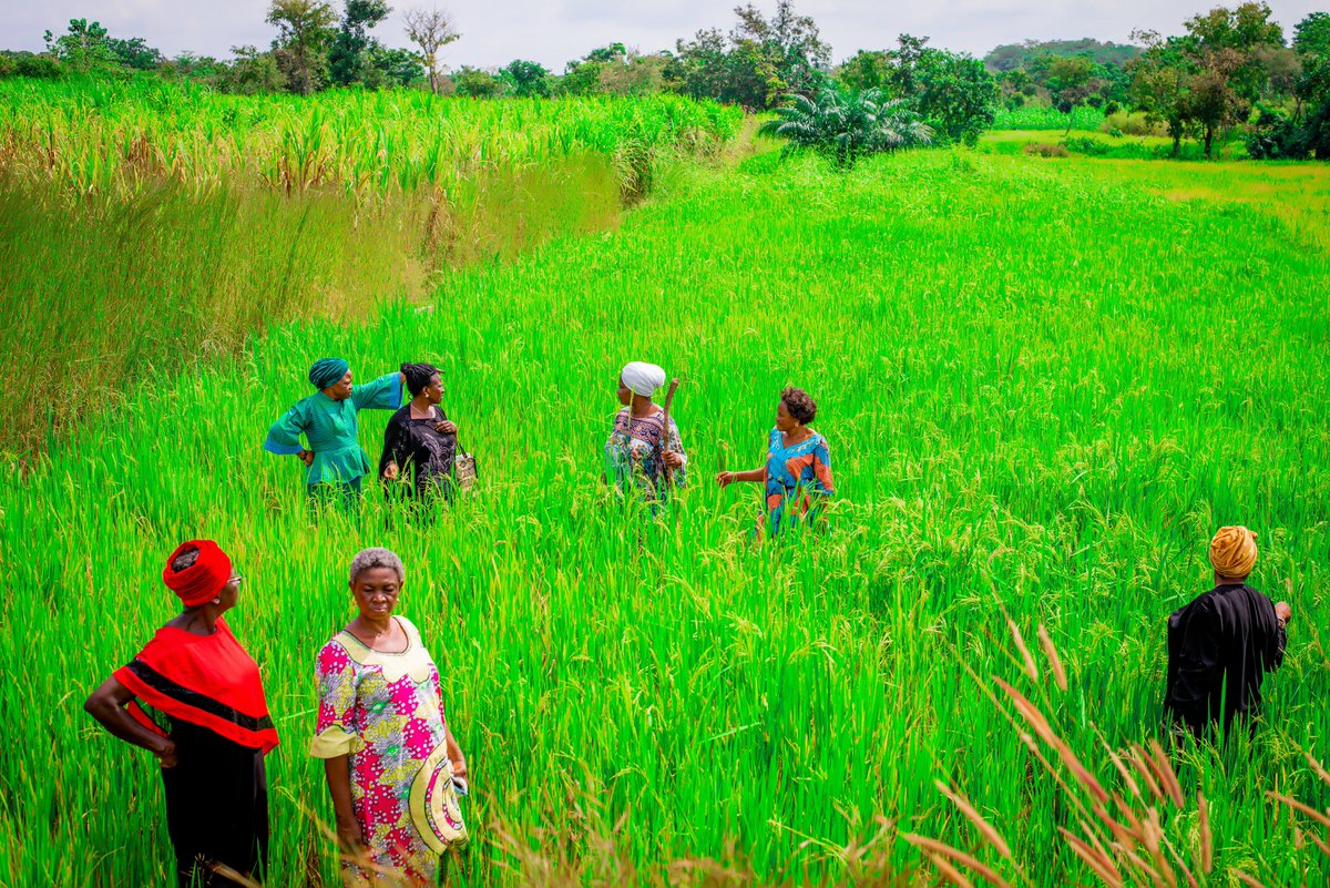 Prof. Felicia Ayatse leads 4,000+ women in Benue, transforming agri with USAID's FtF Nigeria Agribusiness Investment OPINA training. Owning a thriving 4-hectare farm, they cultivate soybean, maize, and rice. Expanding into aquaculture, they redefine success, effortlessly.