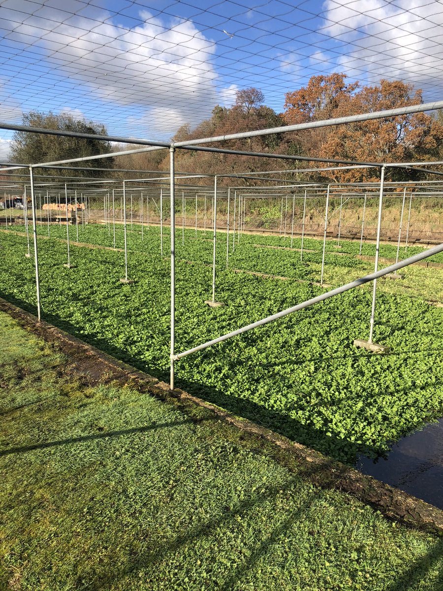 Melanie Abbott (@melmbr) on Twitter photo Did you hear Marion talking about watercress and food prices on <a href="/BBCFarmingToday/">Farming Today</a> ? There’s more at 12 on <a href="/BBCRadio4/">BBC Radio 4</a> #YouandYours. Did you hear Marion talking about watercress and food prices on <a href="/BBCFarmingToday/">Farming Today</a> ? There’s more at 12 on <a href="/BBCRadio4/">BBC Radio 4</a> #YouandYours.