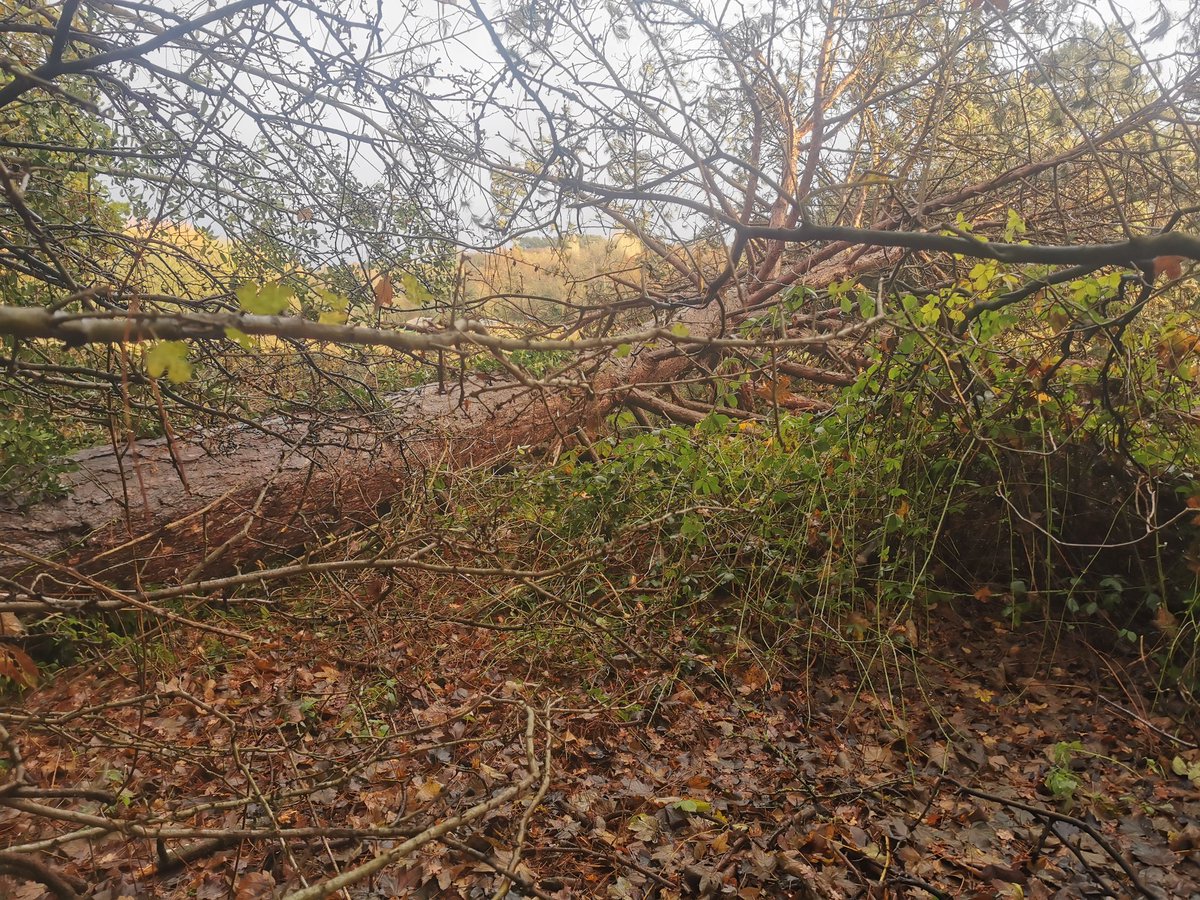 Tree down! 😬🤦🏼‍♂️💪