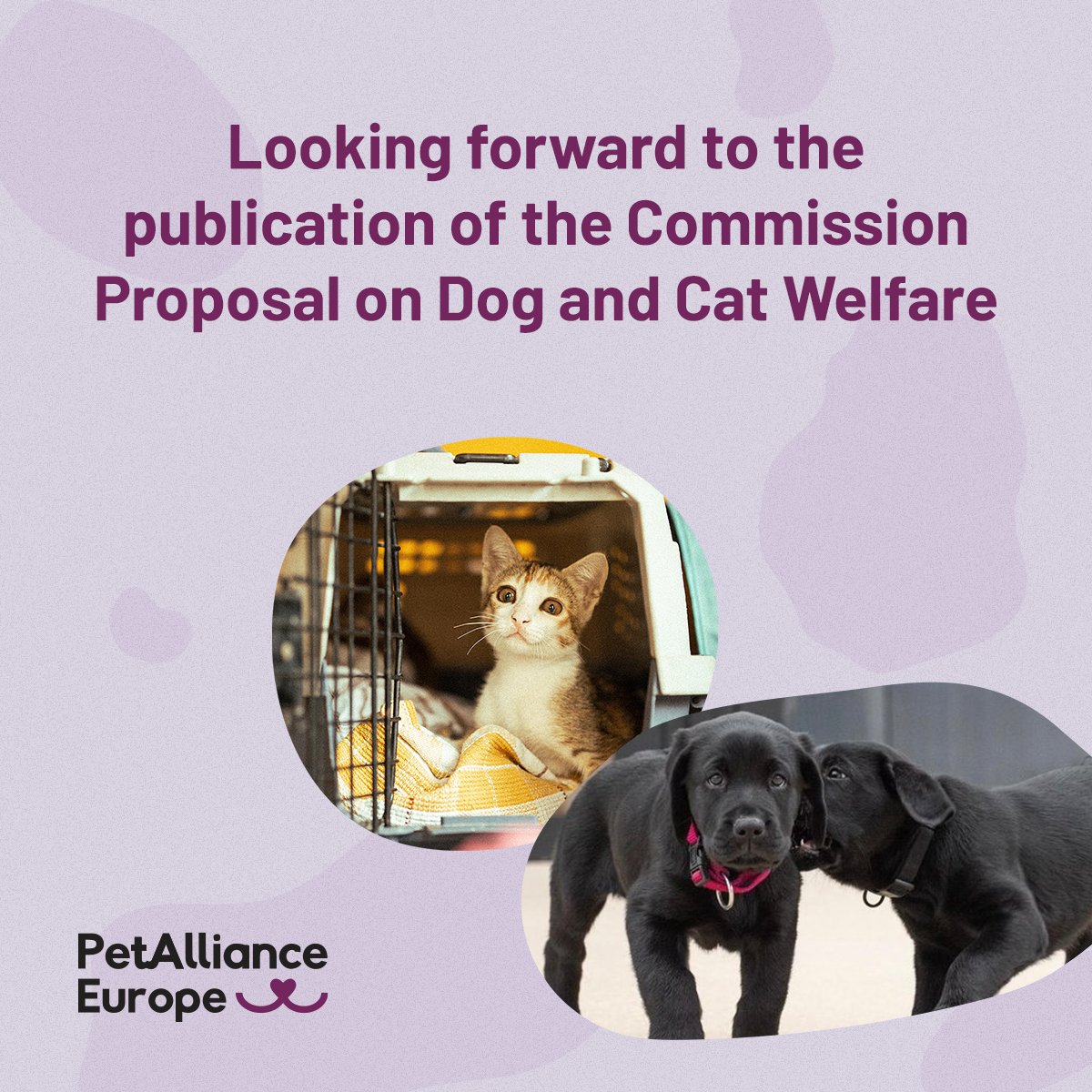 Our partner associations are looking forward to the #EU4AnimalWelfare platform meeting tomorrow
AND the publication of the legislative proposal on kept cats and dogs 🐱🐶