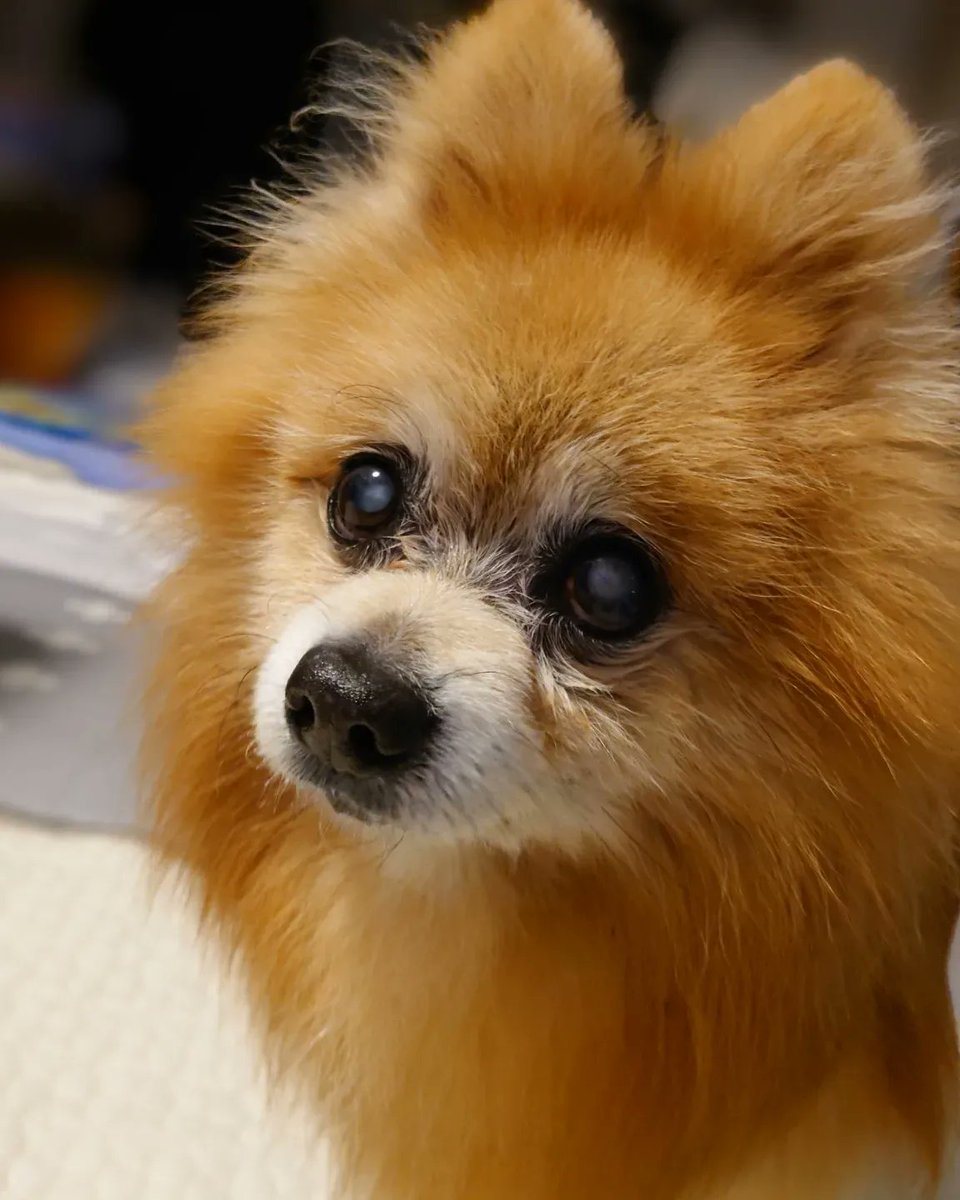 zr0905's tweet photo. 12月2日6時44分、18歳2ヶ月と27日の犬生の幕を閉じました。
晴れ男のゼロに相応しく、亡くなった朝は晴天、お空へ引っ越しする夕刻も綺麗な空でした。
ゼロありがとう。大好きだよ。
#秘密結社老犬倶楽部天国支部
#ポメラニアン
#2005年組 https://t.co/1eQaaG55C4