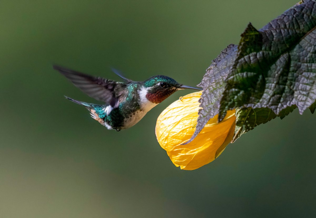 Si quieres atraer colibríes puedes sembrar esta planta: abutilon. El modelo un Chaetocercus mulsant. Subachoque. Colombia.