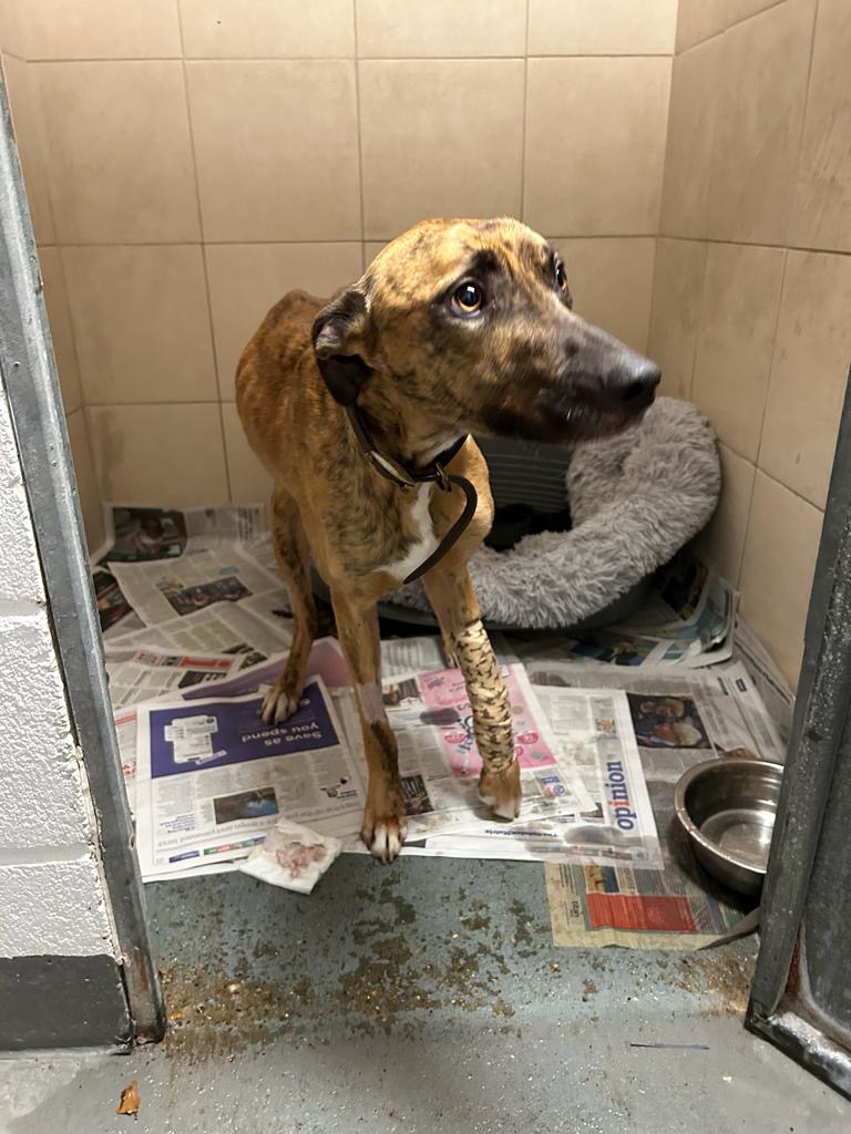 Please retweet to help Nutty Nutcracker find a home #KENT #UK Nutty is living in kennels after being hit by a car. He may be able to live with children and other dogs, please contact the shelter to ask about this. Can our retweets change his luck? 🙏🏡🐶 DETAILS or APPLY👇…