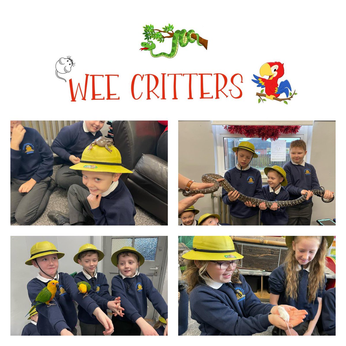Great to have Alan from <a href="/WeeCrittersNI/">Wee Critters</a> back in school to help our P5s learn more about animals🐍🐸🐭