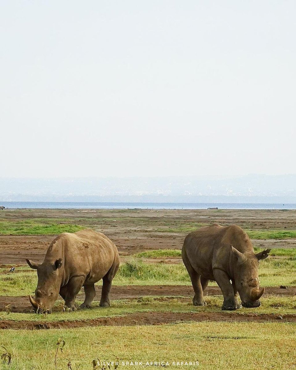 Rhinos on the shore of Lake Nakuru National Park.

#SilverSparkAfrica #Magicalkenya #tourpackage #animalworldhd #Magical #africanwild #Travelling  #traveler #tour #bbcwildlife #TembeaKenya #wildlifeonearth #wild #tours #tourpackage #touroperator #bbcearth #animalphotography