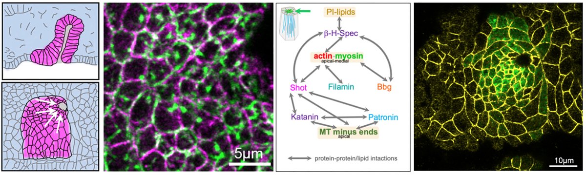 Another paper submitted! Here we show how synergy and coincidence detection of cytoskeleton and membrane components drives actomyosin activity at the right place during tube morphogenesis. @GhislainGillard, well done! @CellBiol_MRCLMB biorxiv.org/cgi/content/sh…