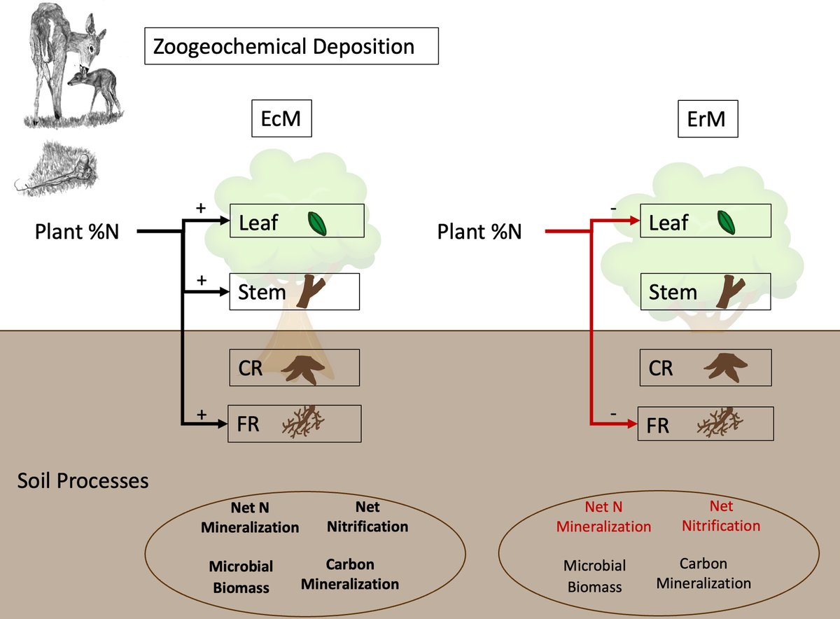 ⭐️Research Highlight

@gadammeyer &amp; <a href="/sjleroux/">Shawn Leroux</a> highlight Ferraro et al. (2023), who provide a novel exploration of the impact of nutrients from mammalian parturition on soil functioning and plant tissue stoichiometry.

RH: doi.org/10.1111/1365-2…
Article: doi.org/10.1111/1365-2…