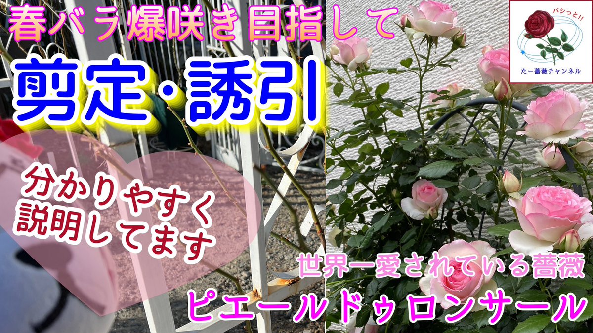 ta_bara_chan's tweet photo. 2024年も爆咲きだ‼️【剪定・誘引】超詳しく解説✂️ピエールドゥロンサール🌹 https://t.co/lYgqX2aBaY @YouTubeより https://t.co/DMdMxGOWRC
