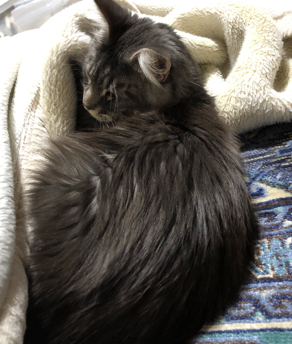 mimiku's tweet photo. 毛布が好き
ホットカーペットも大好き
#CatsOfTwitter 
#メインクーン
#メインクーン男の子 https://t.co/RhHuzVx69Z