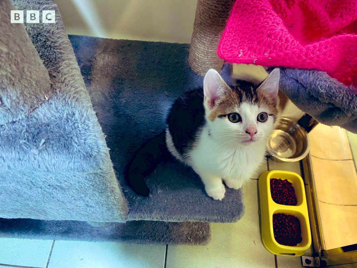 🐶 #RSPCA - preparing for a busy winter.. 🐾 As animal abandonment rates rise this year, I’m at the @RSPCA_official #Huddersfield, #Halifax and #Bradford. 🐈‍⬛ Fay Gibbons from @RSPCAhx joined me on @BBCLeeds #BBCLocalRadio. 🐾 #Listen here: bbc.in/47J72jq