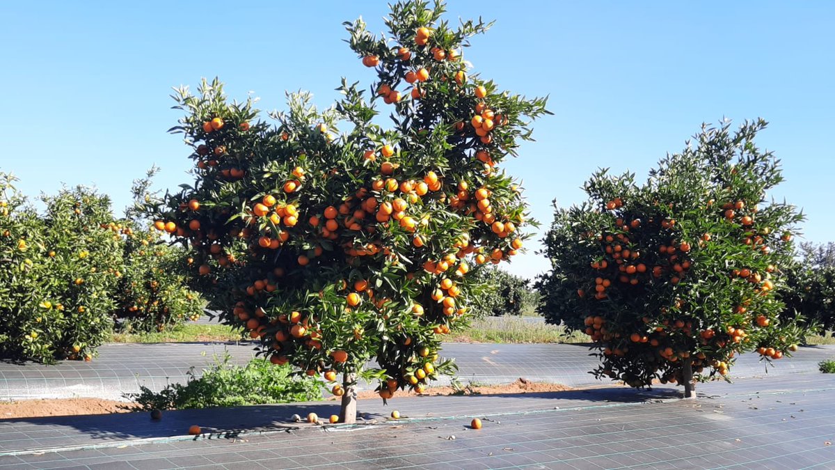 Let's celebrate the citrus season! 🍊Our Digital Citrus Demonstrator in Kenitra, Morocco at its best! @INRAMaroc @PrimaProgram #WEFE #nexus #citrus #mandarin #nadorcott #orange #grapefruit #DS3 #NexusDemoSite