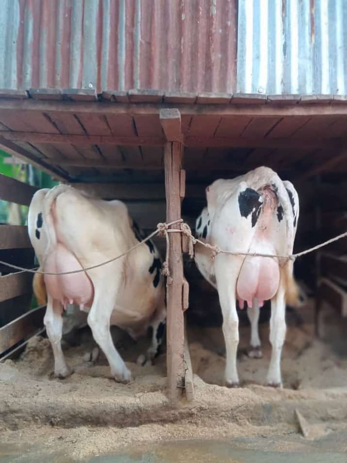 JimmyWanjiru5's tweet photo. Milk is health and wealth🔥🥛✅️
Engage today for exotic dairy cows and incalf heifers with good lineage of production🥛👌
Place your order asap 0713802746👌🔥we facilitate logistics /delivery countrywide and EAC blocks when we make arrangements🔥📞🚚🚚🐄 https://t.co/QtPpQ09vW5