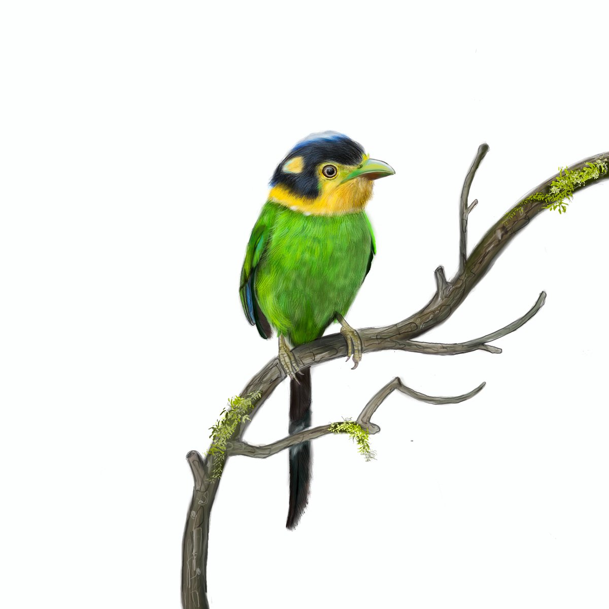 One of the birds on my must see list, managed to observe it in the wild and made this illustration.

#longtailedbroadbill #birdart #artandbirds #indianbirdart #indianbirds #wildlifeplanet #forestbirds #wildlifeart #wildlifeartist #instaart #greenbird