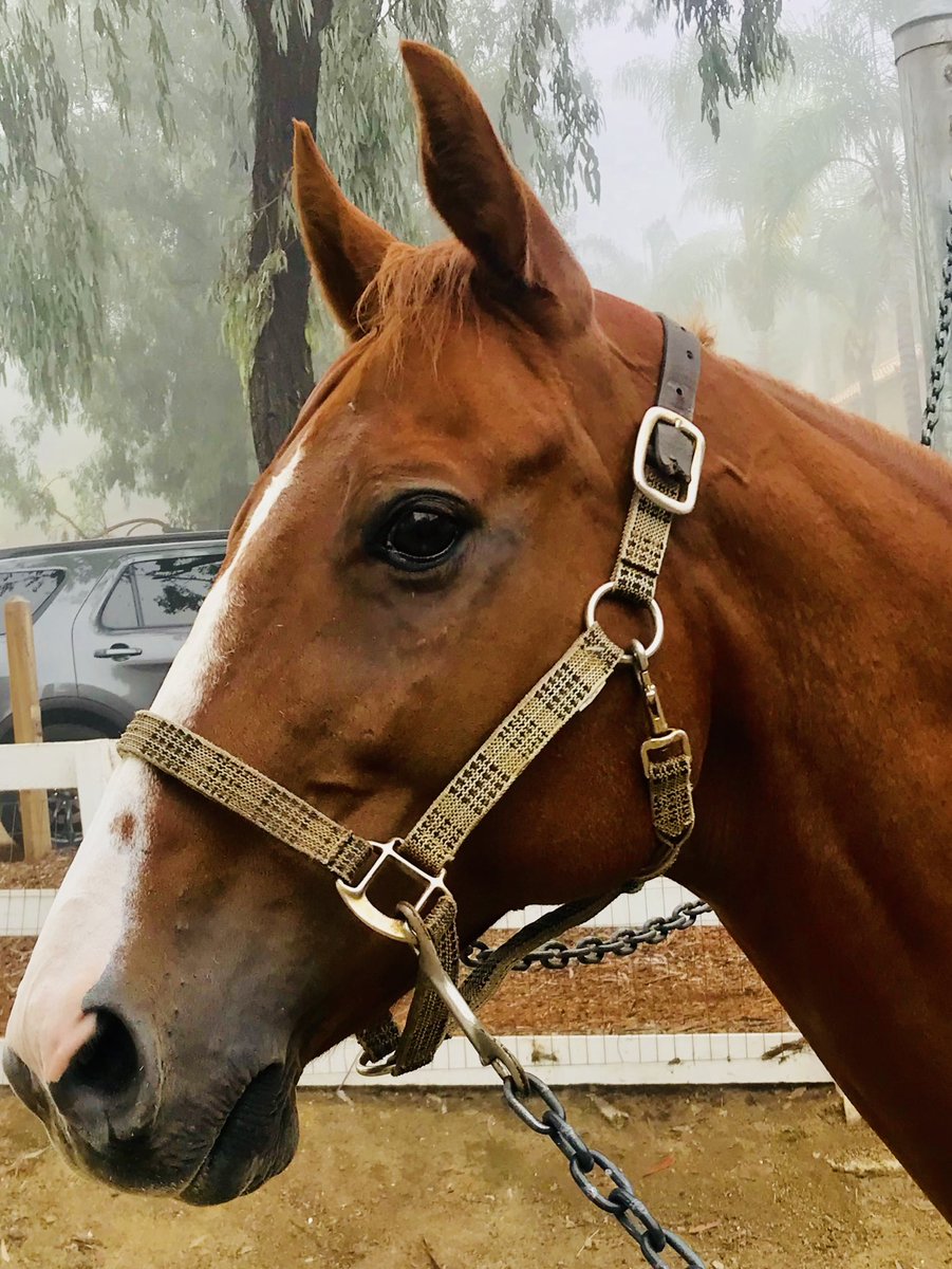 Our horses should inspire us to live with the same amount  of discipline that we expect from them.  -Unknown-