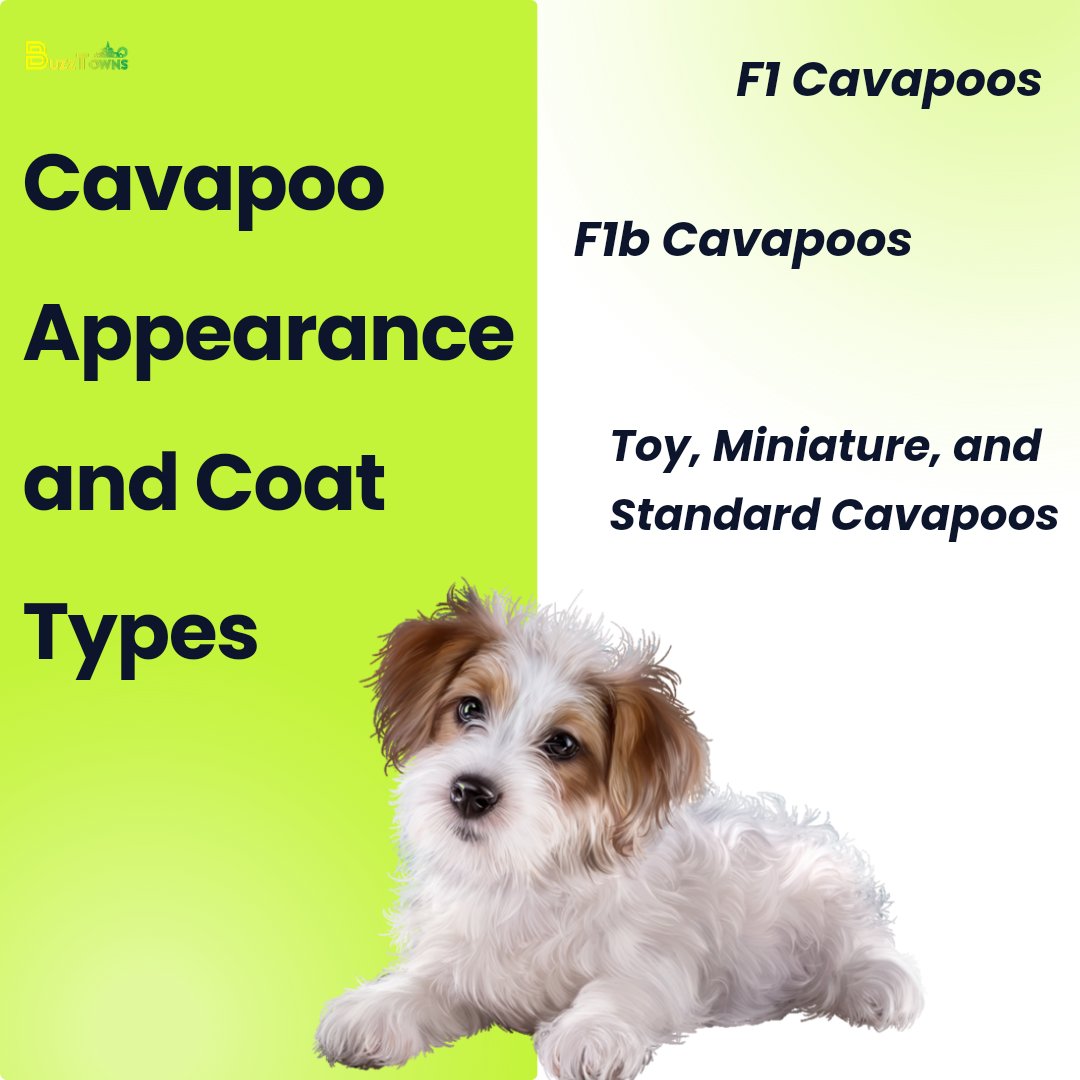 Cavapoo Charm: A Glimpse into Appearance and Coat Types! 🐾✨ Discover the adorable world of Cavapoos, from their charming appearance to the various coat types that make each one unique.  🐶❤️
#CavapooLove #PetAdventures
buzztowns.com/guide-to-cavap…