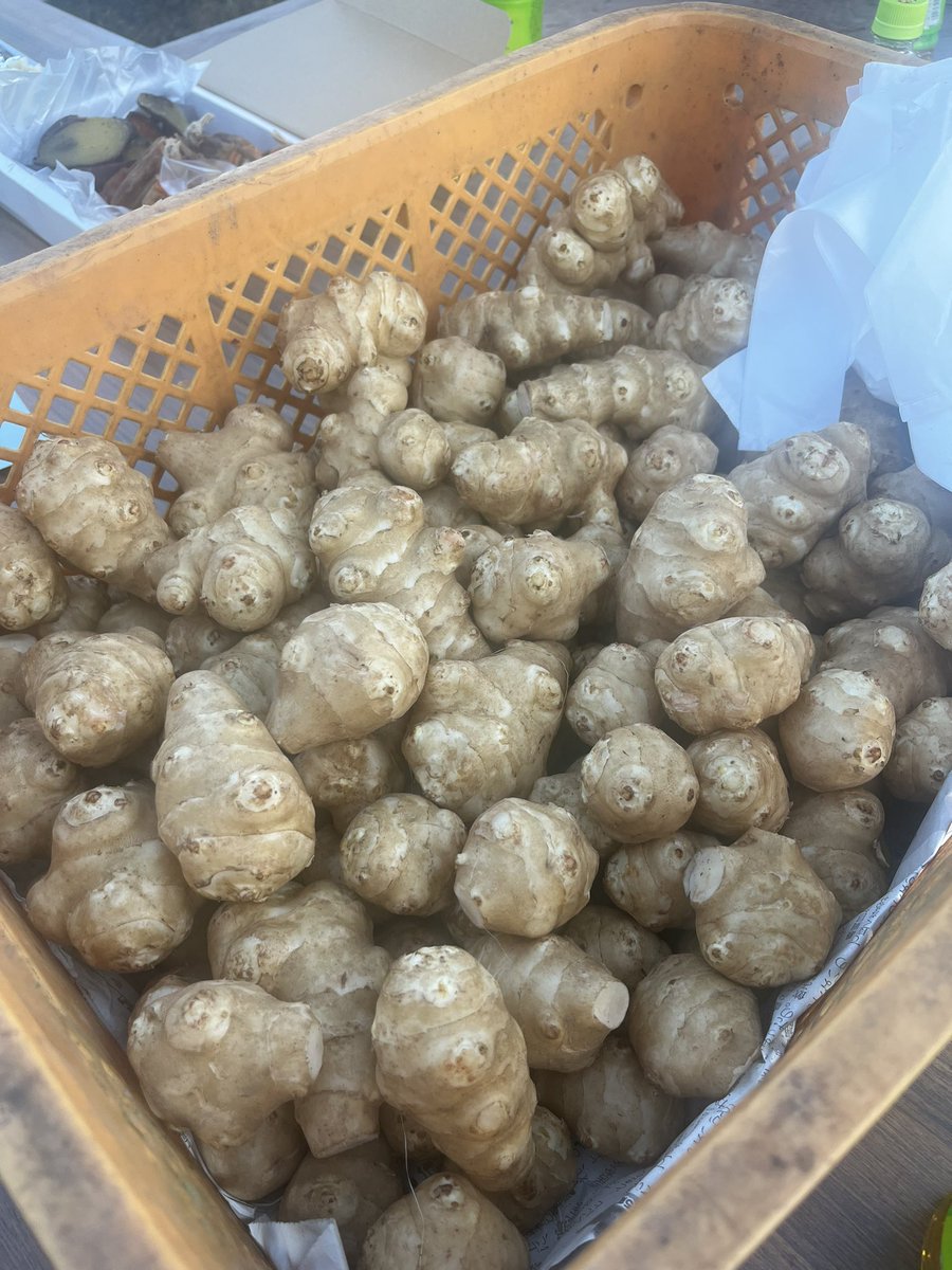 irisawa_megumi's tweet image. 畑にいるからおいでよと誘われて😊✨
新鮮な菊芋をいただきました。
#菊芋 には　#イヌリン が豊富に含まれていて、すごく健康にいいんだよ😊✨
血糖値も下げるんだよ。みなさん畑に集まり7人ほど。 #食と健康　の話題で盛り上がりました😊✨みんなで動ける100歳目指そう‼️と…父親世代の方々と…✨