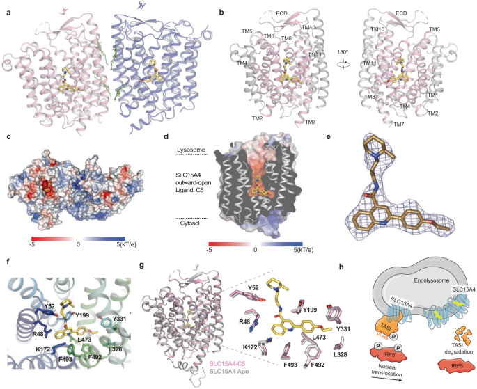 Collaboration between <a href="/gsf_lab/">Superti-Furga Lab</a>, <a href="/RebsamenLab/">RebsamenLab</a> and <a href="/leoheinz/">Leo Heinz</a> identified feeblin, an inhibitory compound of the pro-inflammatory TLR7/8/9-IRF5 pathway which disrupts the SLC15A4-TASL interaction.
nature.com/articles/s4146…