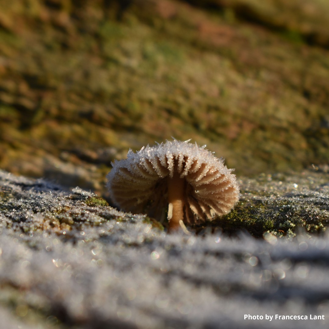 FieldStudiesC's tweet image. Winter Photography Competition!📸
Here's a small selection of photos we've received so far under the theme of 'Wild Winter'.😍
Feeling inspired? For your chance to win a £50 voucher, visit our website for details on how to enter: ow.ly/jw9650QfTck