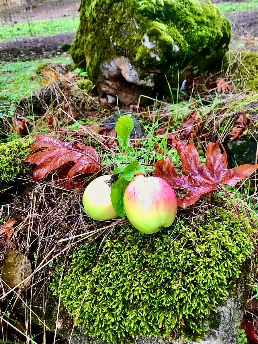 BaronBirtcher22's tweet image. Taken in Autumn... the colours of Christmas...

#authorlife #ranchlife #festivecolours