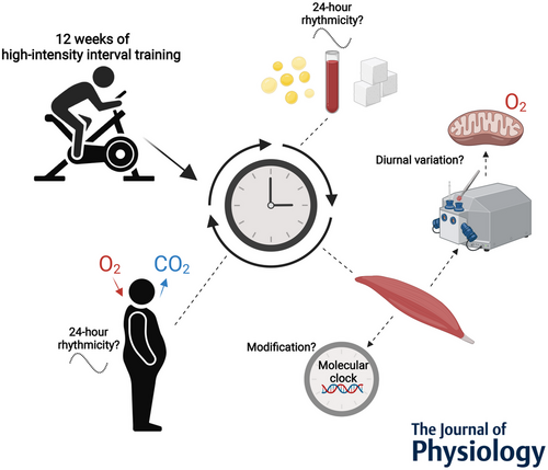 247muscle's tweet image. /1
How does exercise training 🚴 influence 24h rhythms in metabolism &amp;amp; molecular #circadian clock in skeletal muscle of men with #insulinresistance?

Follow this 🧵 on our new article @JPhysiol 

bit.ly/41byzHV