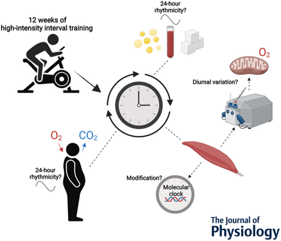 /1 How does exercise training 🚴 influence 24h rhythms in metabolism & molecular #circadian clock in skeletal muscle of men with #insulinresistance? Follow this 🧵 on our new article @JPhysiol bit.ly/41byzHV