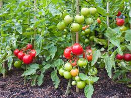 50Plushealths's tweet photo. #TomatoPowder TP Decreasea the Rate of Aberrant Crypt Foci Associated with Early Onset of #ColorectalCancer, Researchers Say https://t.co/RlRF1tbH8r https://t.co/gbQL1bjBRZ