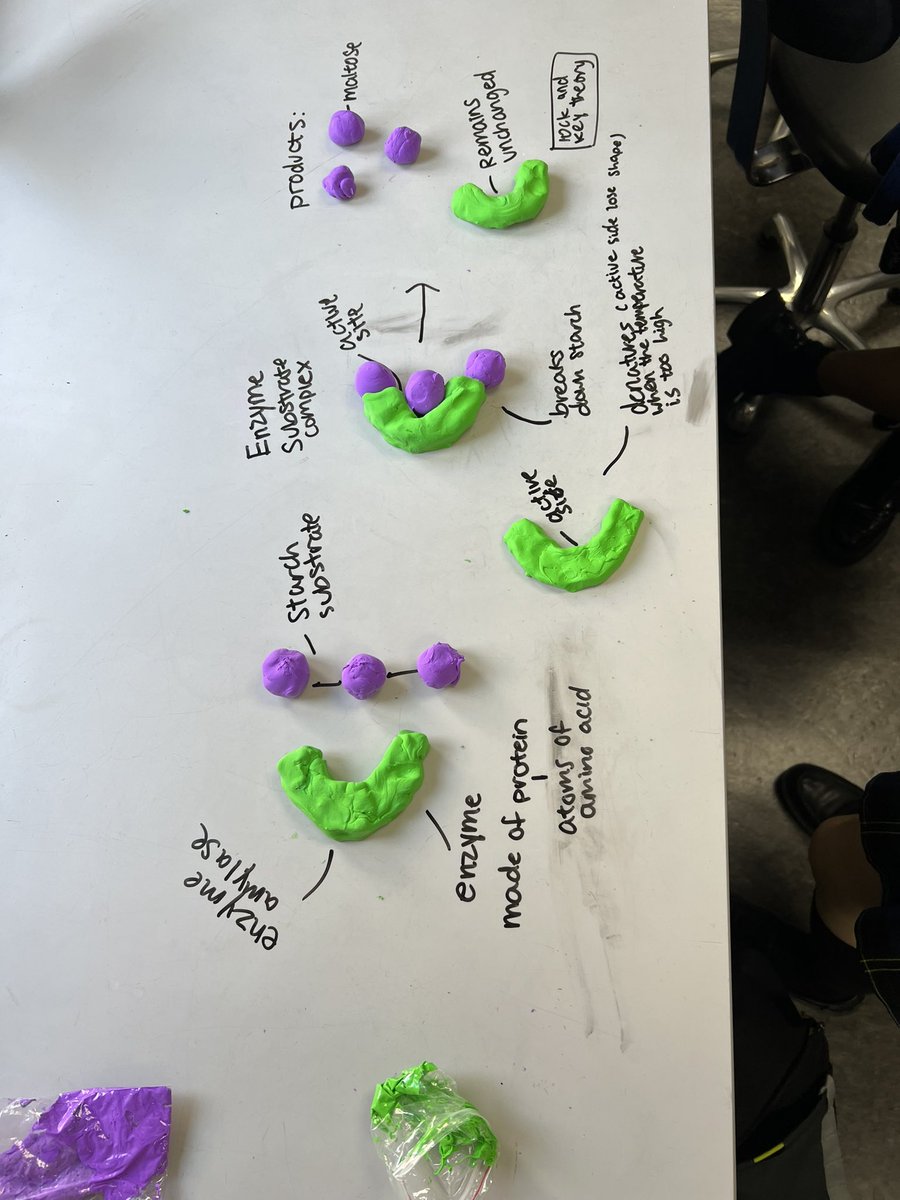 Classification of plants with year 6, structure of the eye and eye dissections with year 7 and enzymes for IG Bio! A great week of teaching! Passionate and exhausted in equal measure