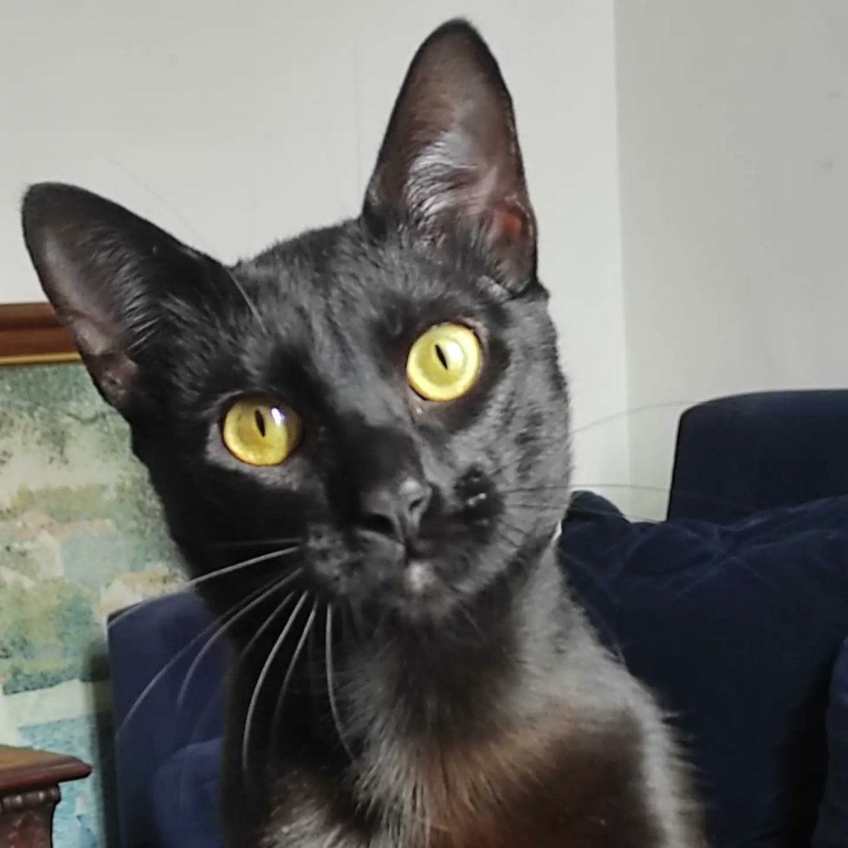 PetKatten's tweet photo. 🌈 Bienvenido precioso #Pícaro al #KattenTeam! 💜🐈⬛. Este bebuchi le hace honor a su nombre 😹, es un gatito mega juguetón, despierto, atlético, no para nunca! En resumen: es un Pícaro con todas las letras 😹💖. Ama jugar a cazar con su cañita, saltar (+) https://t.co/zXrml9ROPt