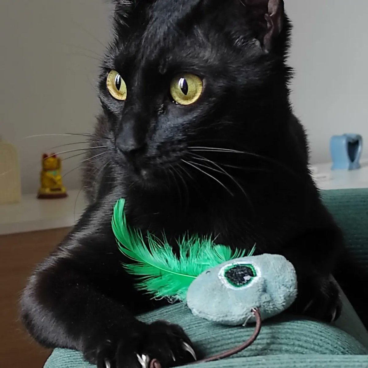 PetKatten's tweet photo. 🌈 Bienvenido precioso #Pícaro al #KattenTeam! 💜🐈⬛. Este bebuchi le hace honor a su nombre 😹, es un gatito mega juguetón, despierto, atlético, no para nunca! En resumen: es un Pícaro con todas las letras 😹💖. Ama jugar a cazar con su cañita, saltar (+) https://t.co/zXrml9ROPt