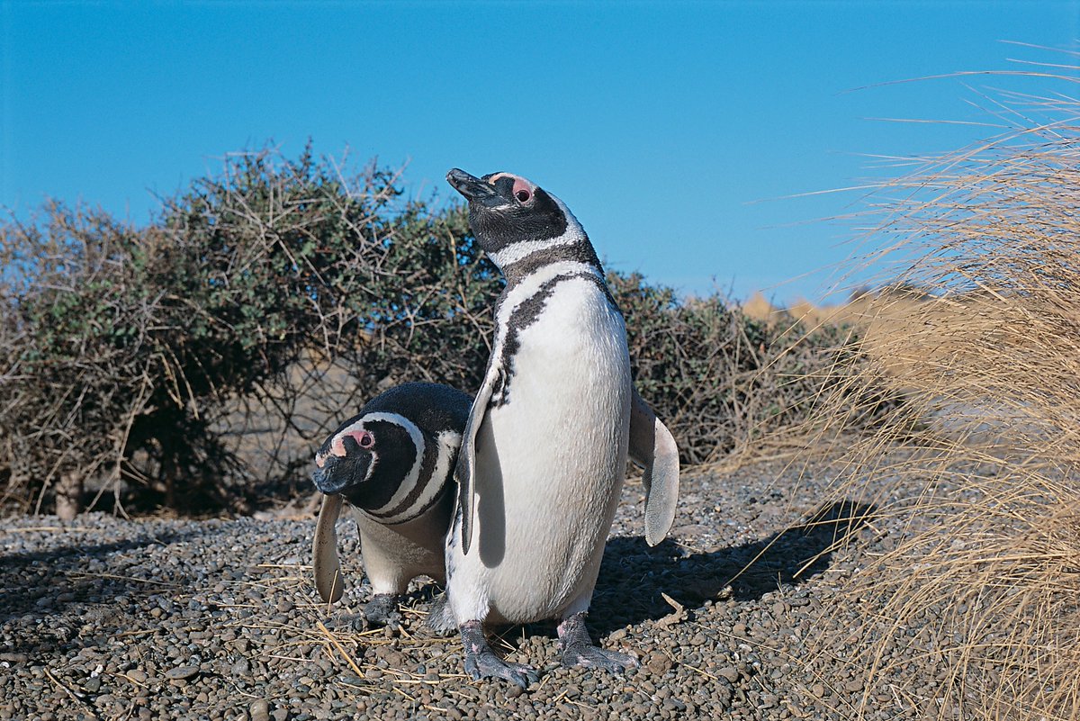 🐧Todo el verano podés venir a visitar las colonias de pingüinos de Magallanes que anidan en #Chubut y conocer a las aves más curiosas y simpáticas del sur.

#VeranoenPatagonia