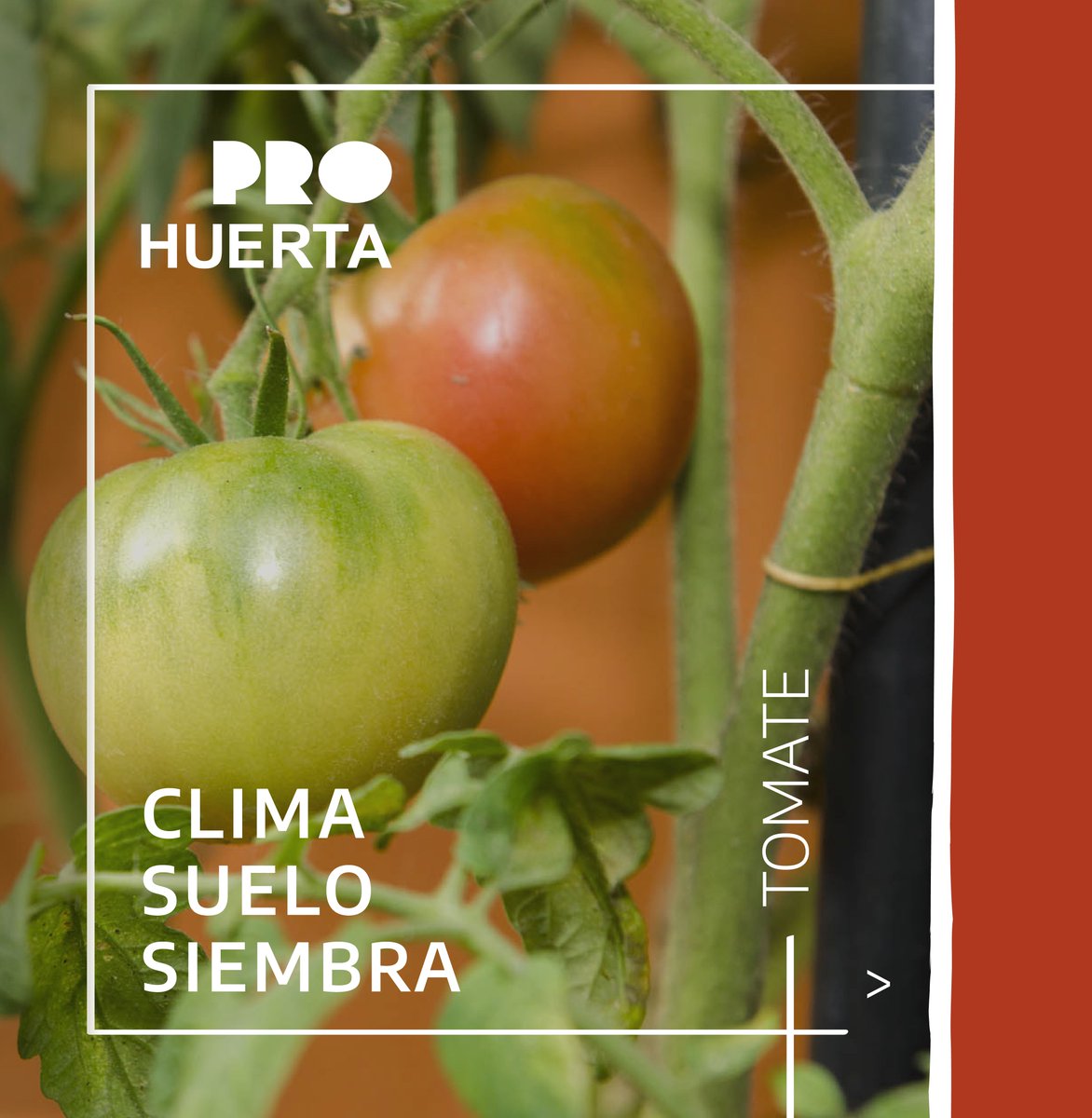 prohuerta's tweet photo. 🍅 CLIMA, SUELO, SIEMBRA 

El tomate es un cultivo poco exigente en cuanto a la calidad de los suelos. Sin embargo, el estado de germinación y plántula son los períodos de mayor susceptibilidad.

¡Conocé más! 👉🏽 https://t.co/syCiROd8PU https://t.co/drcaxypLFi