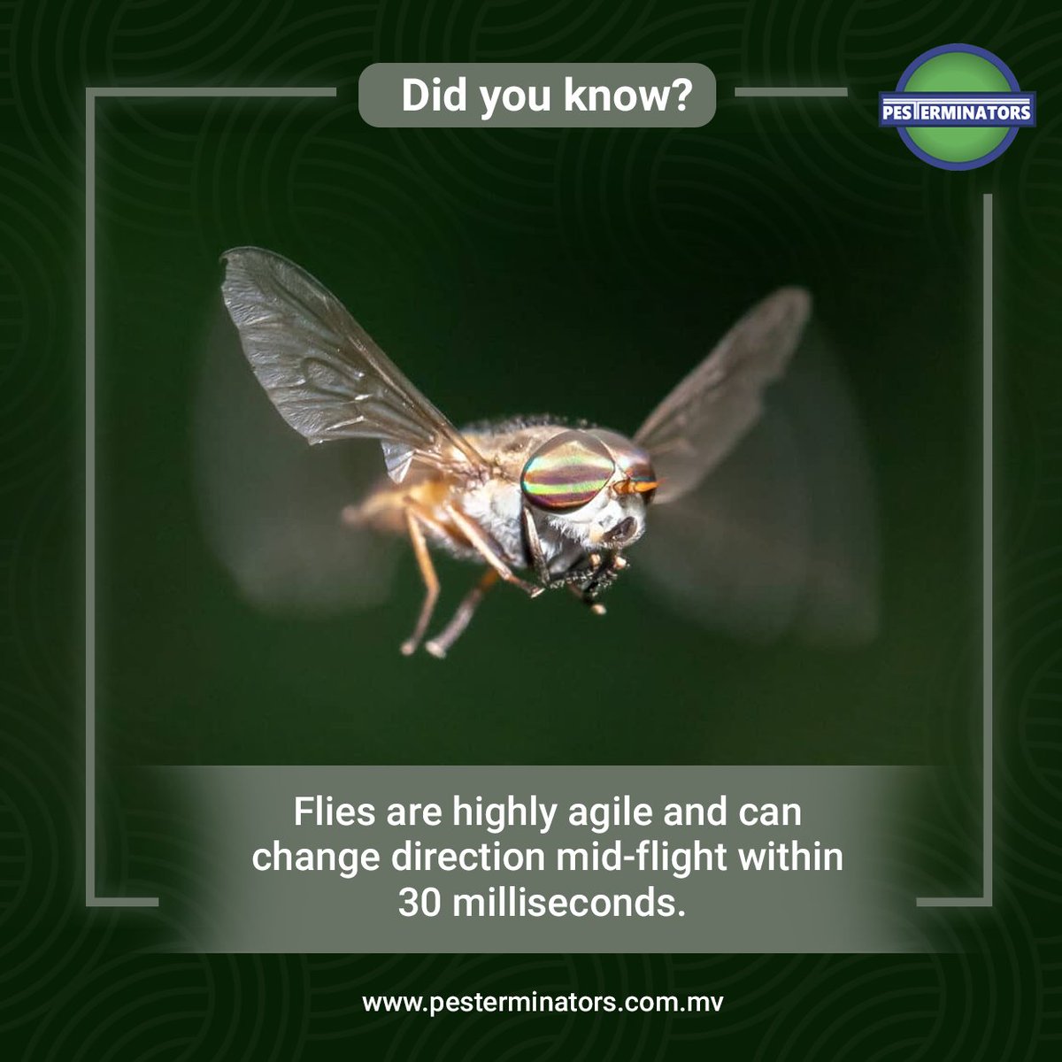 Pesterminators_'s tweet image. Did you know?

Flies are highly agile.
Which makes them to catch from typical pest control methods!
So, catching and eliminating flies need unique products and treatments.

#Fly #flies #flycatching #catchfly #pesterminators #maldives #pestcontrol