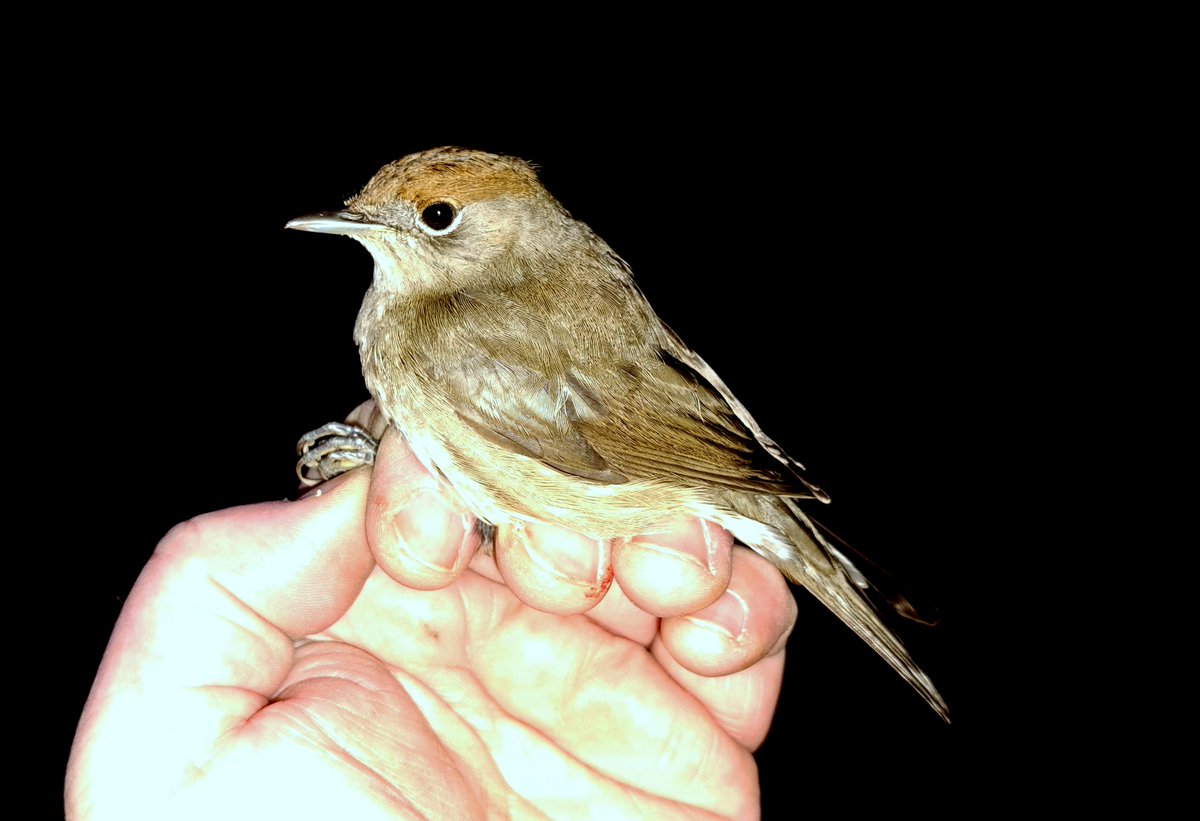 A morning ringing at Sevenhampton today saw us catch 3 Fieldfare, a seasons best 36 Redwing and a surprise Blackcap. Half the site is still flooded and there's more rain on the way #birdringing