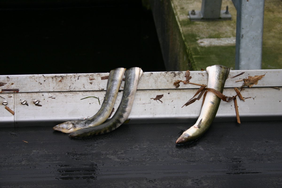 Har sagt det før: Tangeværket er verdens dårligste idé. Ikke alene producerer det en fuldstændig ligegyldigt lille mængde strøm, det er også en dødsfælde for de kritisk truede ål. At det stadigvæk får lov at køre, er en tragikomisk joke.

Nedlæg det. Slip Gudenåen fri.