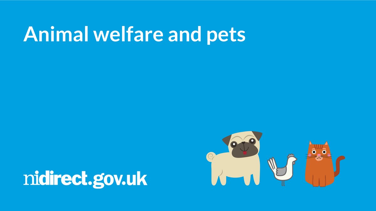 Thinking about owning a pet? If it’s a dog, cat, rabbit, bird, horse or chickens - there is advice about caring for your pet and explains the rules in Northern Ireland: nidirect.gov.uk/articles/anima… @daera_ni