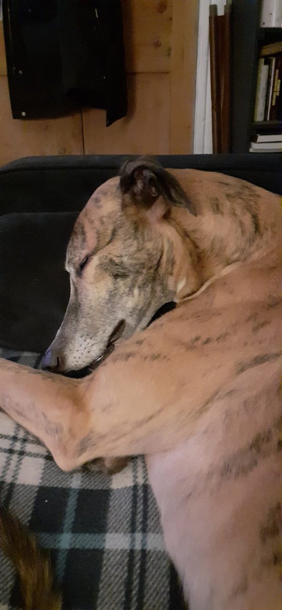 TheLengthsman's tweet photo. The lovely people at @manchdogs will be pleased #Tyne is settling in very well and enjoying a new life in The Lakes 👍
#Rescued #Greyhound #smiling https://t.co/WYlCjMU0af