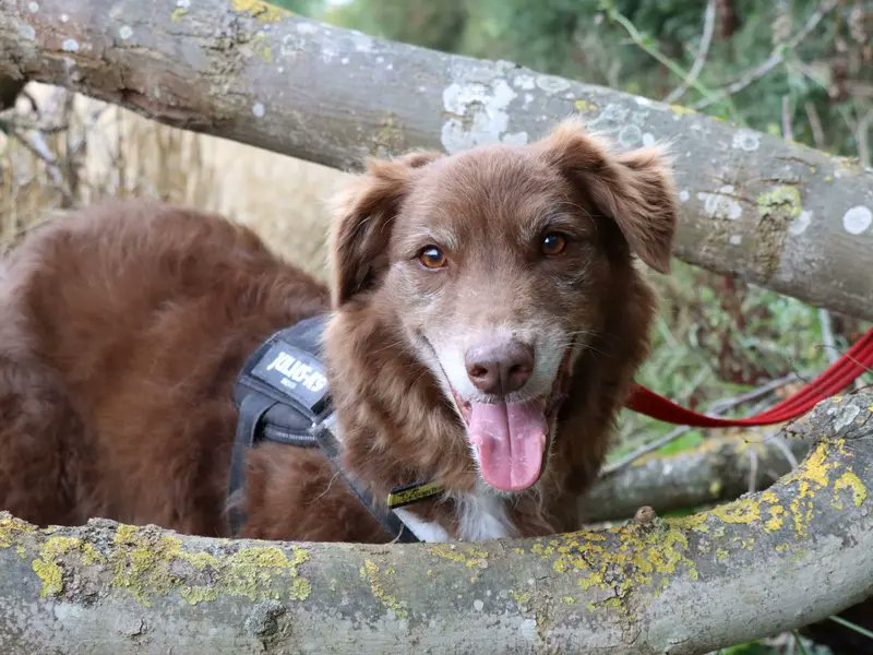 Animal Adoptions UK 🐕🦺🐈🐎❤️ tweet media