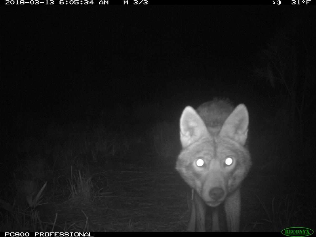 Roland Kays tweet media