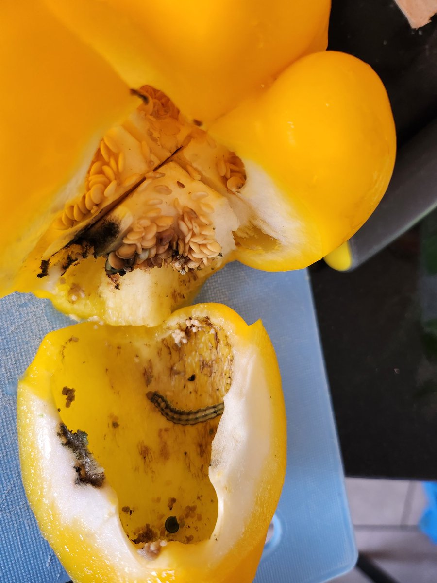 LadyLoftie__ tweet media