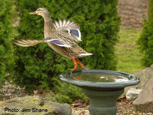 Drinking Bird Patch