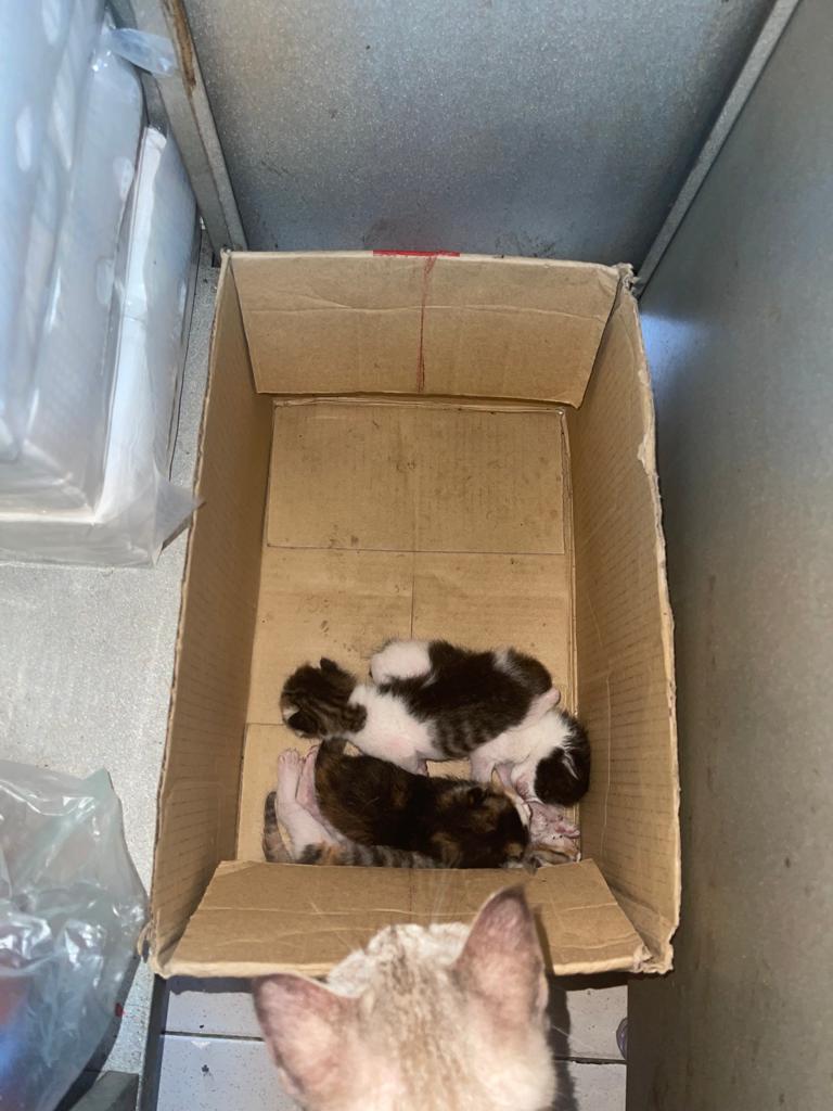 Ada ka warga <a href="/SANDAKANtwt/">Sandakan City 😷</a> <a href="/SDKNCity/">Sandakan City</a> yang prihatin mau adopt mama cat &amp; the kittens?

Kesian, bukan orang punya. Kami boleh tolong tgk2 seja. Taks mampu adopt sebab kucing2 dekat rumah pun sudah melebihi kapasiti 🙃

Tolong share ya kawan2. Kalau ada yg mau adopt boleh dm seja k