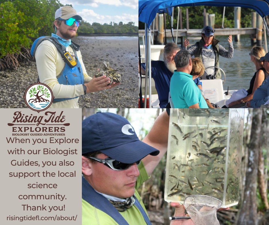 RisingTideFL's tweet photo. #Explore with Local Biologists! See the world through the eyes of a Florida biologist on our boat or #kayak tours!  #risingtidefl #Science #WildlifeWednesday #paradisecoast #naples #naplesgrande #marcoisland #jwmarcoisland #getthekidsoutside #lovefl https://t.co/mAmGefg5lq