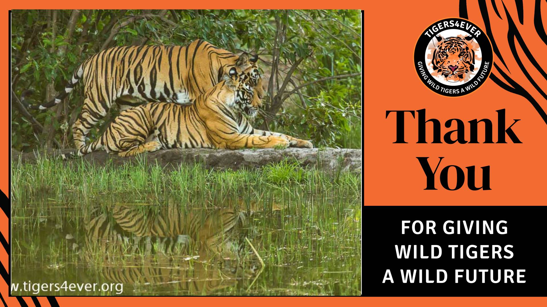 Bengal Tiger: The Power, Beauty and More! - Taman Safari Bali