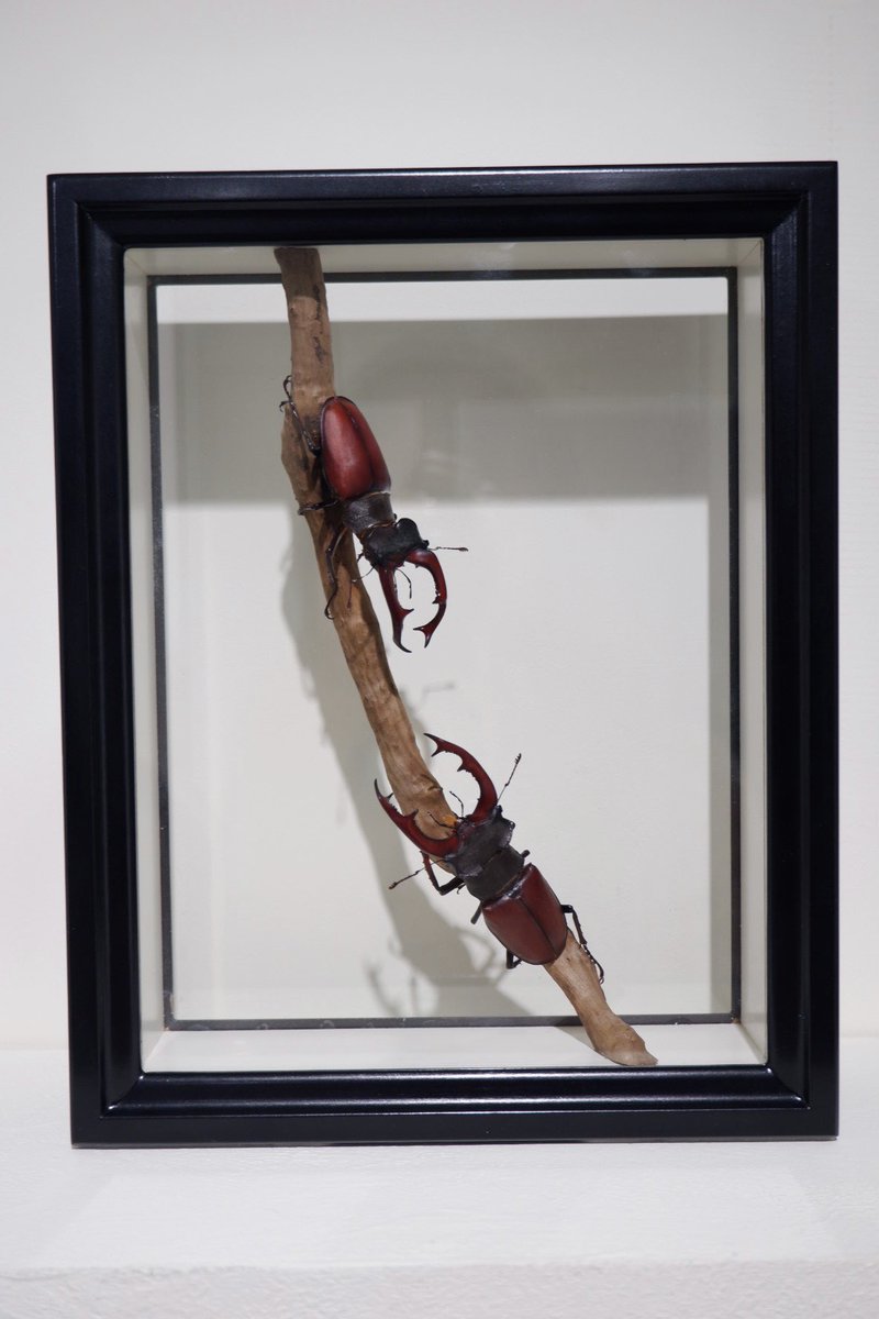 beetlesuniverse's tweet photo. 最高の芸術品を見に来ました🔥@fukuinsect https://t.co/RRdNawsVsQ