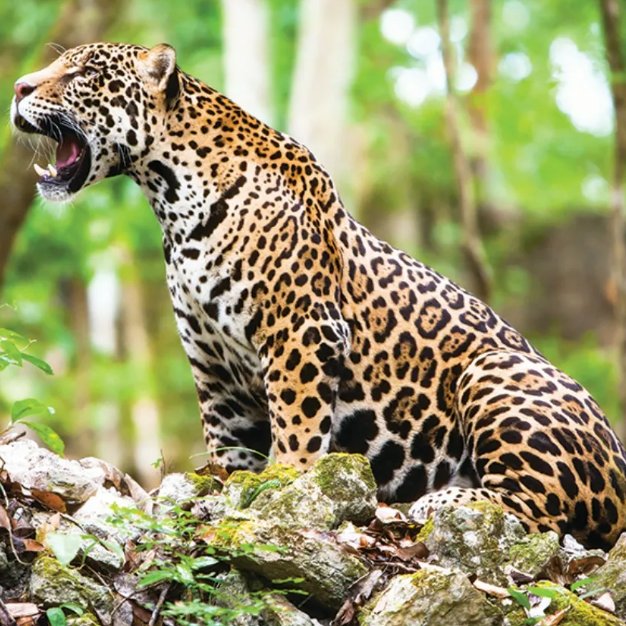 Conoce a los fascinantes #jaguares #👉🏼 bit.ly/46Edve9 #biodiversidad #México #faunasilvestre