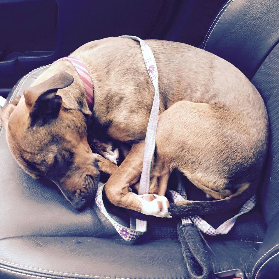 Please pray for a 5-7 month old puppy I found tied to a tree near on interstate. I took her to the vet and as we were there she started having the runs and then it slowly turned to bloody stool. The vet said it is stress from the whole ordeal and to give her pepto and