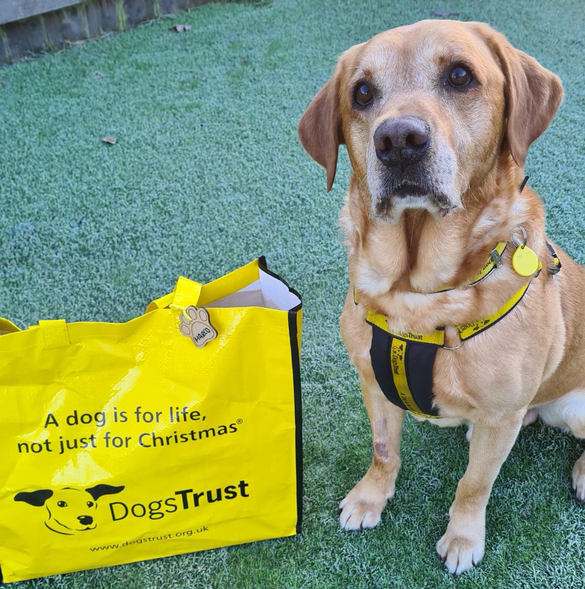 DT_WestCalder's tweet photo. Marco didn’t let the cold bother him today on this frosty morning ☃️ he’s had an exciting morning packing his bag with his foster pawrents🐾 ready to start his next adventure in his forever home 🏡 

@dogstrust 
#adoptdontshop 
#bagpacked 
#adogisforlife https://t.co/zxYYrA2dp2