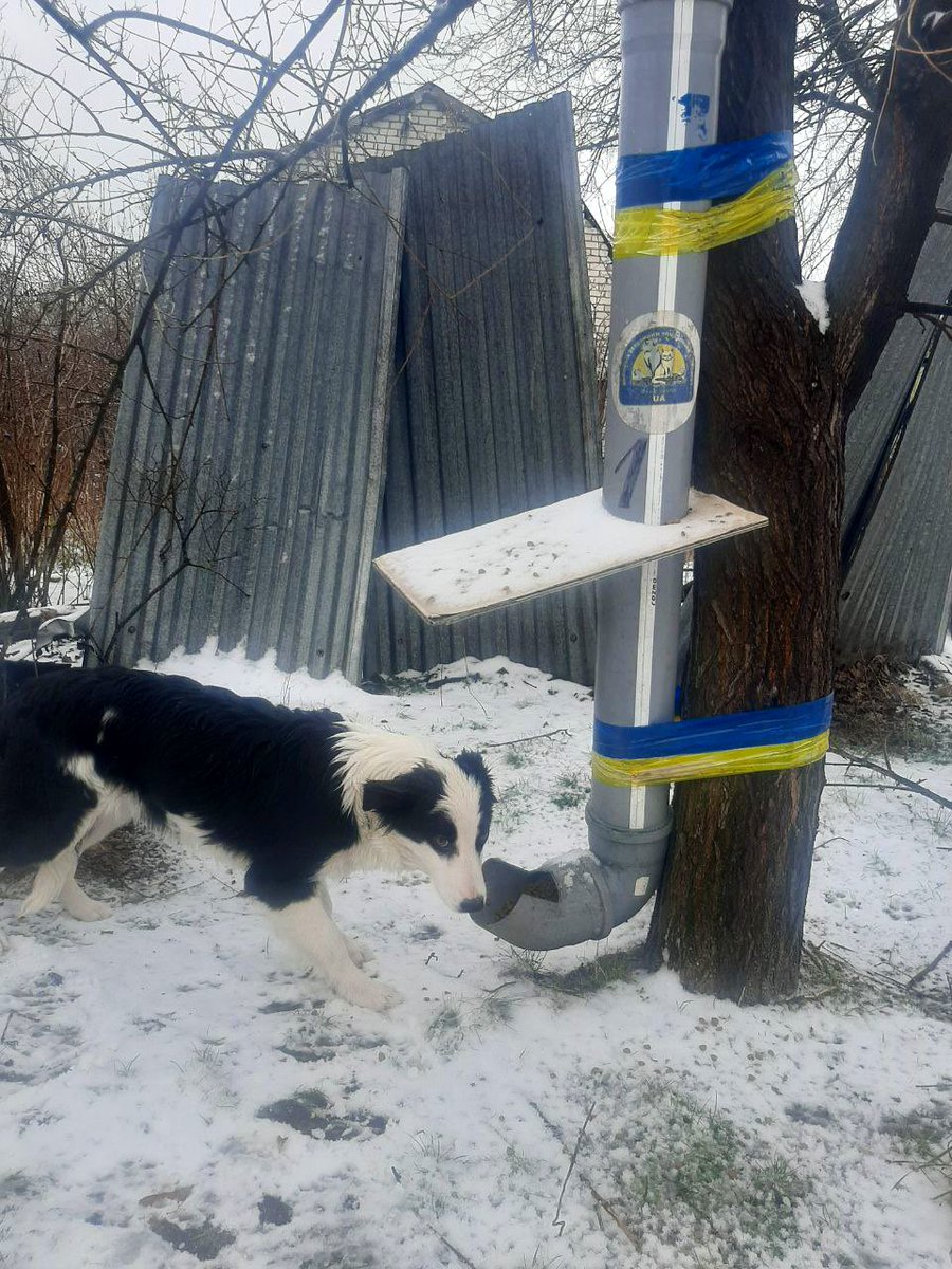natemook's tweet photo. I love seeing photos sent from the Hachiko team each day refilling our feeding stations. A simple plumbing tube brings so much help to so many cats and dogs near the front lines—25,000kg of food so far! It’s especially important work during the winter months. 🐶 🐱 🇺🇦 https://t.co/fgyn4Z7ZOk