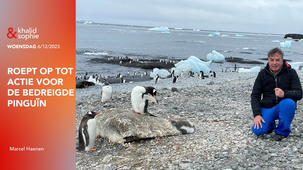Ze zijn ontzettend aardig, welgemanierd, razendsnelle zwemmers en de publiekstrekker van iedere dierentuin: de pinguïn. Maar dé pinguïn-redacteur van Nederland, Marcel Haenen, luidt de noodklok voor de vogel. Door klimaatverandering en overbevissing dreigt de pinguïn uit te